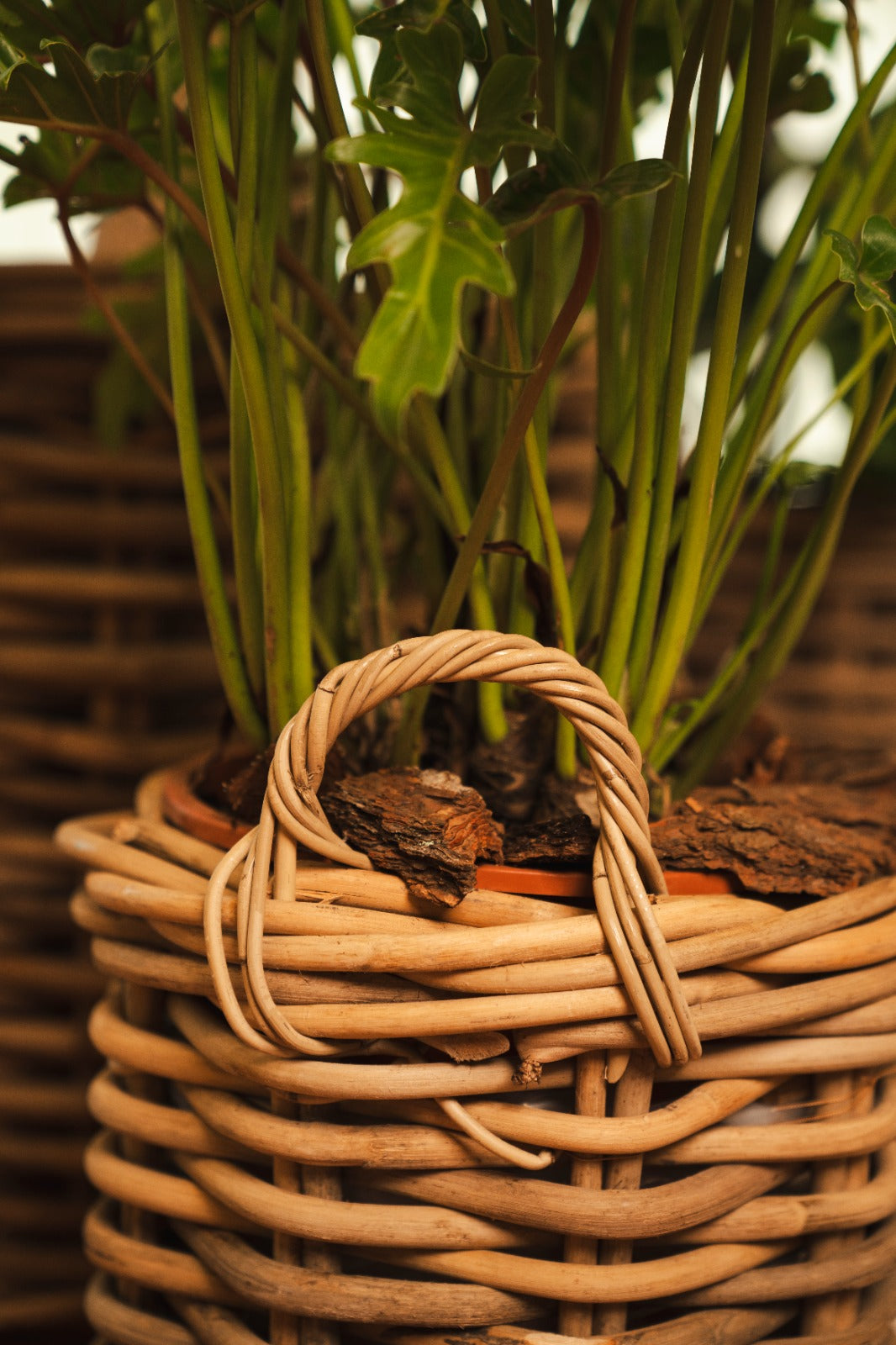 BASKET ROUND