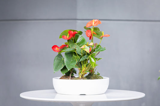 ORCHID BOWL