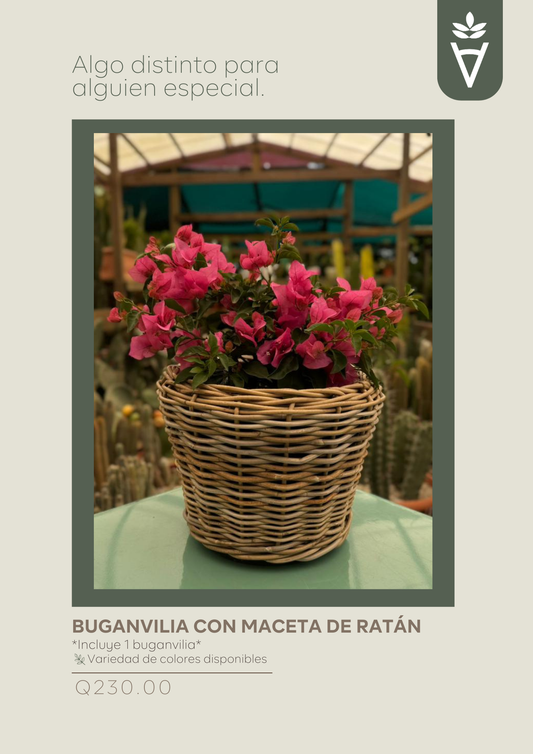Buganvilia con Maceta de Ratán