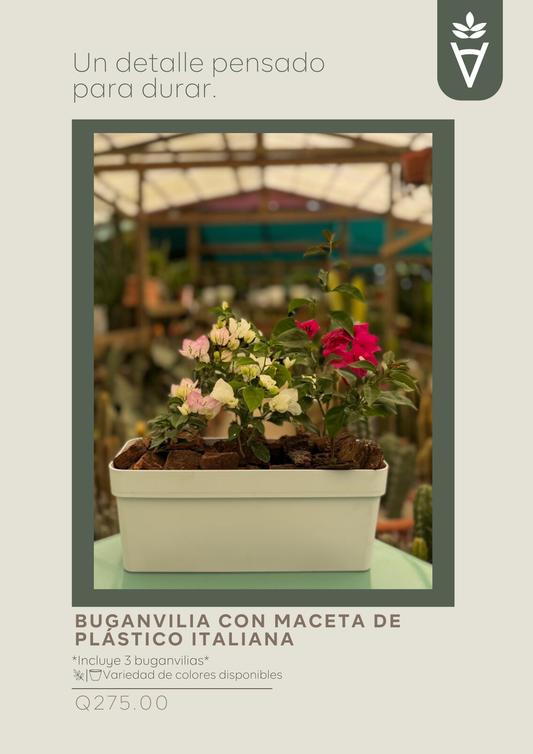 Buganvilia con Maceta de Plástico Italiana