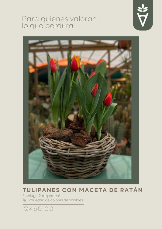 Tulipanes con Maceta de Ratán