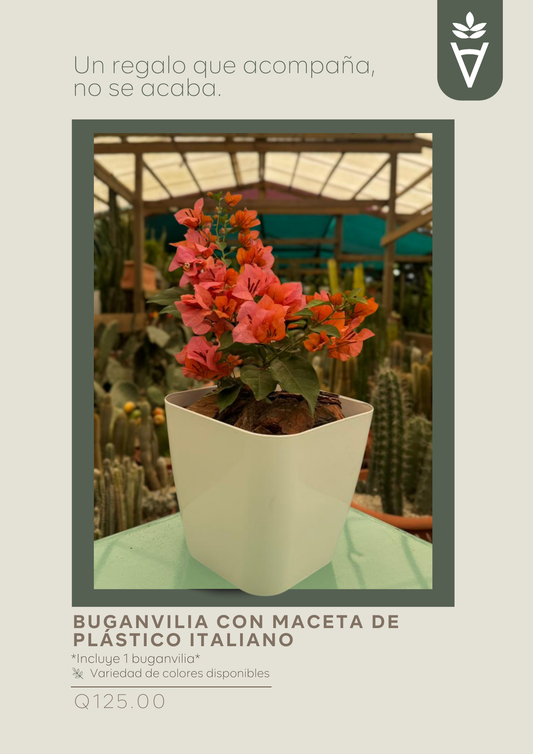Buganvilia con Maceta de Plástico Italiano
