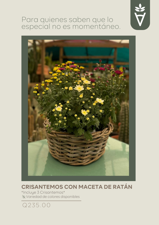 Crisantemos con Maceta de Ratán