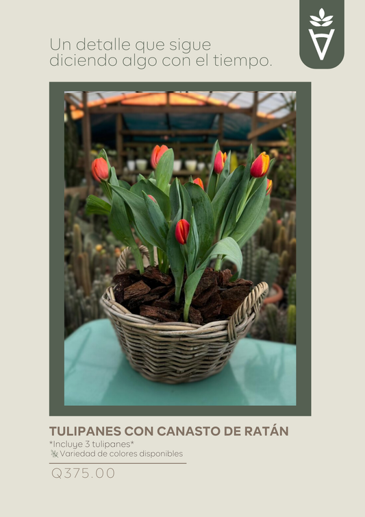 Tulipanes con Canasto de Ratán
