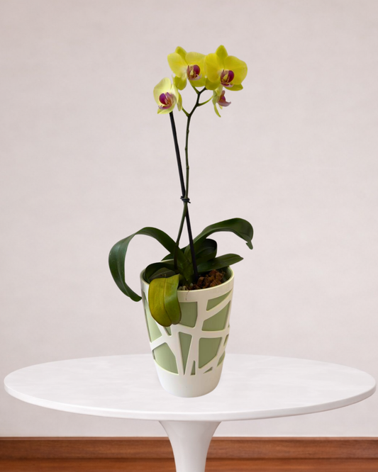 Orquídea 1 Tallo en Maceta Mosaic Curve 13