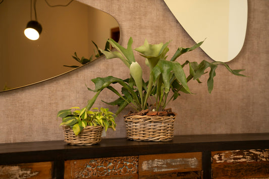 SET DE 3 BASKET ROUND RATAN