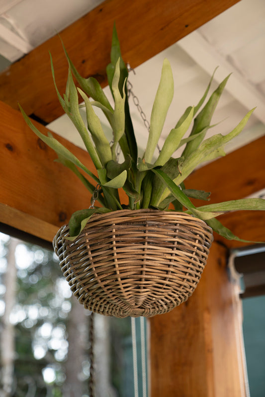 HANGING PLANTER