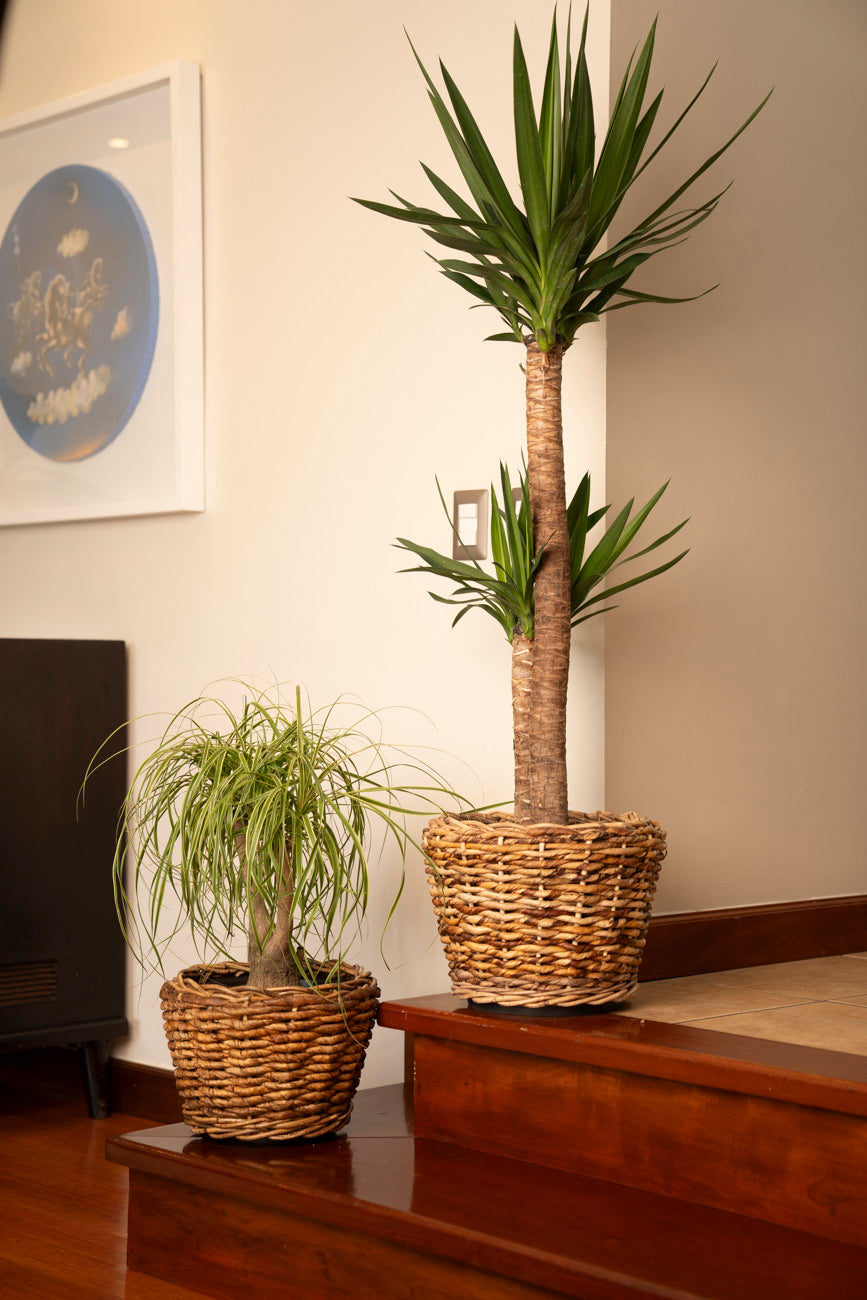 DRYPOT ABACA