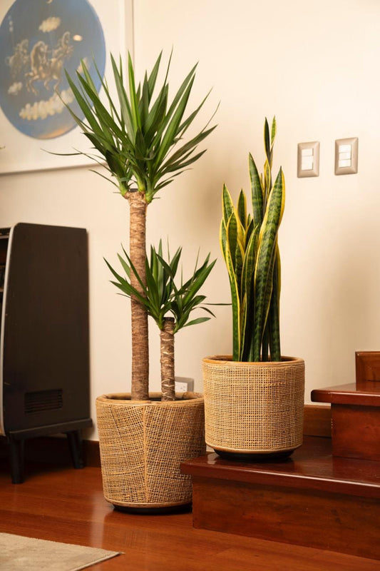 DRYPOT WEBBING BLOND