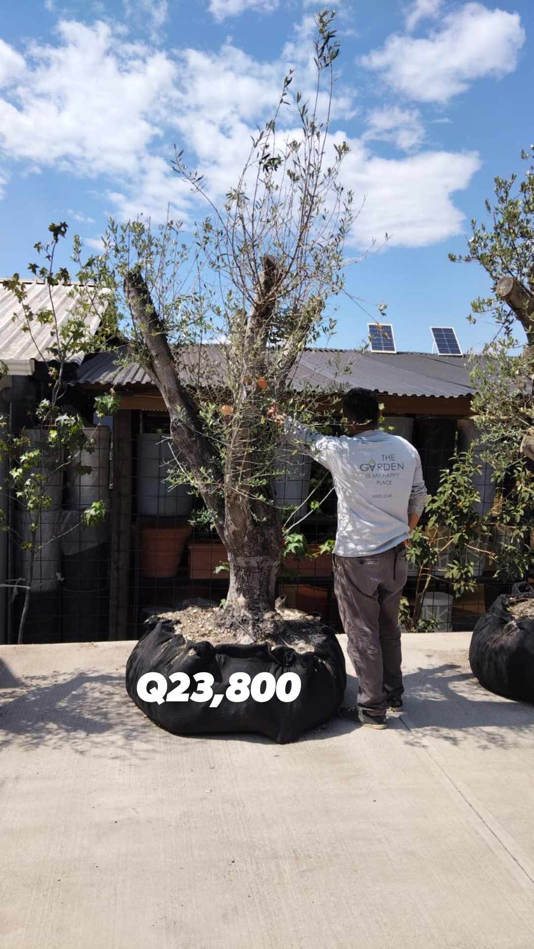 50% Olivo de 23,800